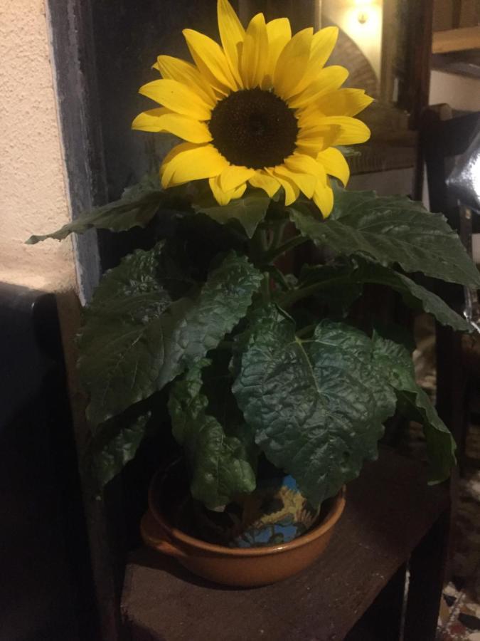 Bed and Breakfast Il Girasole Semorile Exterior foto